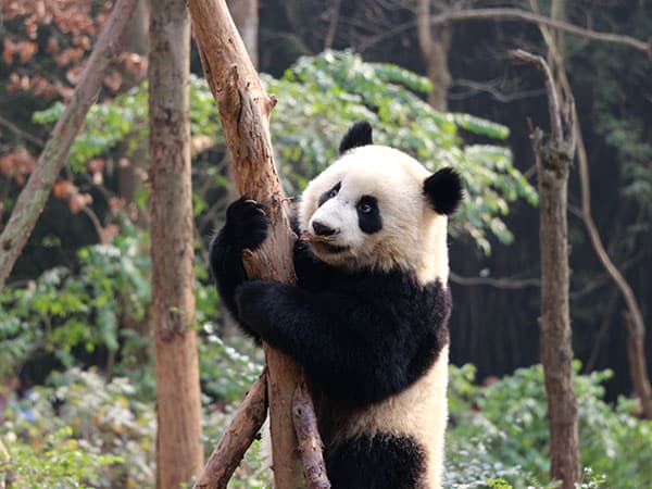 12 Days China Panda Tour - Beijing, Xi'an, Chengdu, Guilin, Shanghai