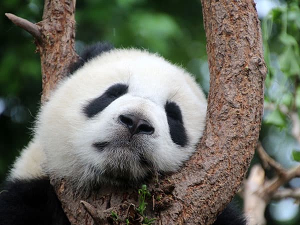 11 Days Beijing-Xi'an-Chengdu-Shanghai Group Tour - Beijing, Xi'an, Chengdu, Shanghai