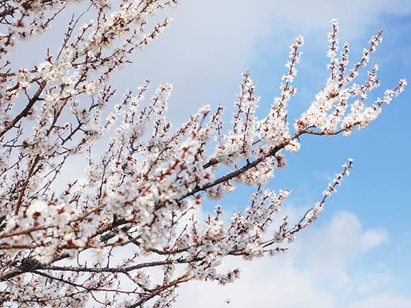 6 Days Apricot Flower Photography Tour from Urumqi - Urumqi, Yining, Daxigou, Tuergen, Kurdening, Kalajun Grassland